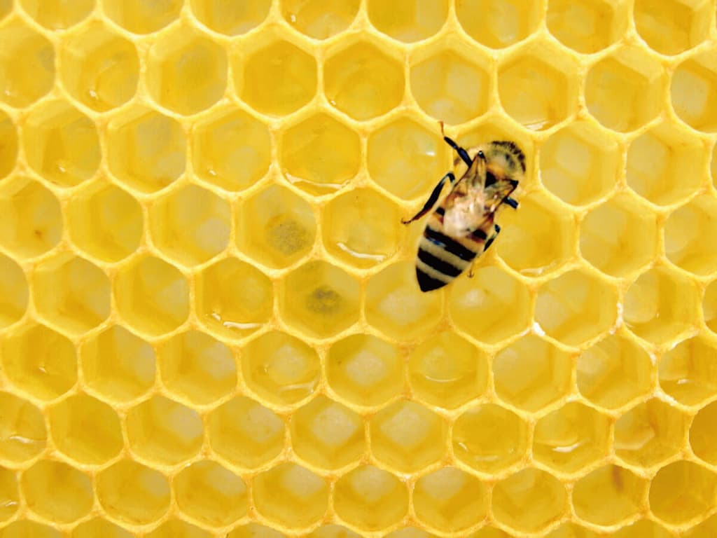 蜜蜂の巣の模様