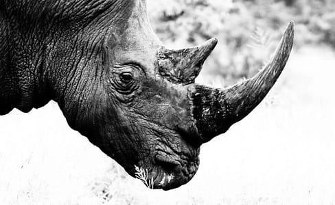 Rhinoceros 自作マクロをコマンドアイコンに設定する