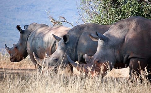 Rhinoceros マクロで色設定を変える