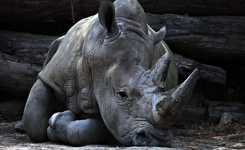 Rhinoceros マクロ機能を使ってみる