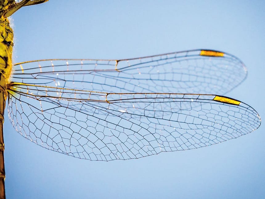 蜻蛉の羽の模様