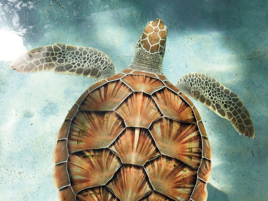 ウミガメの模様