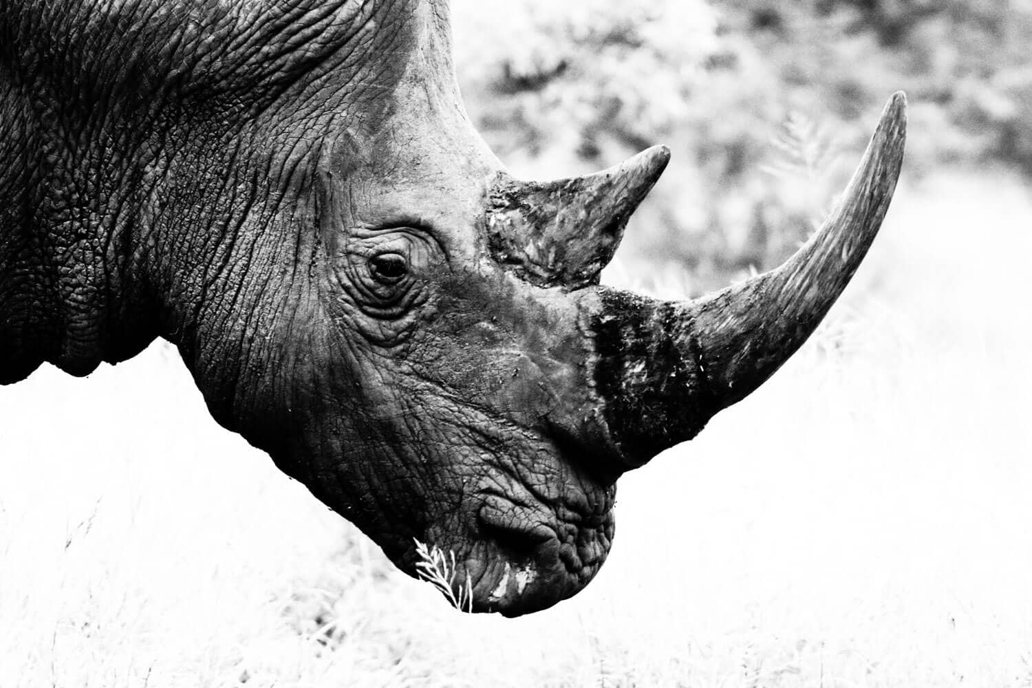 Rhinoceros 自作マクロをコマンドアイコンに設定する
