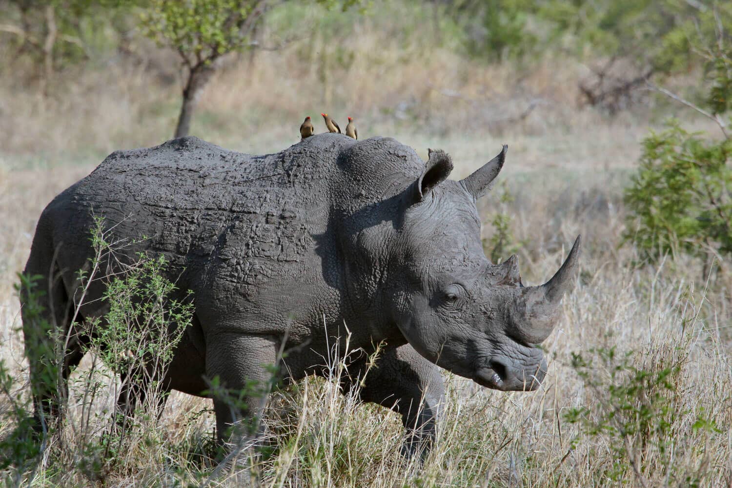 Rhinoceros マクロを記述する際の注意